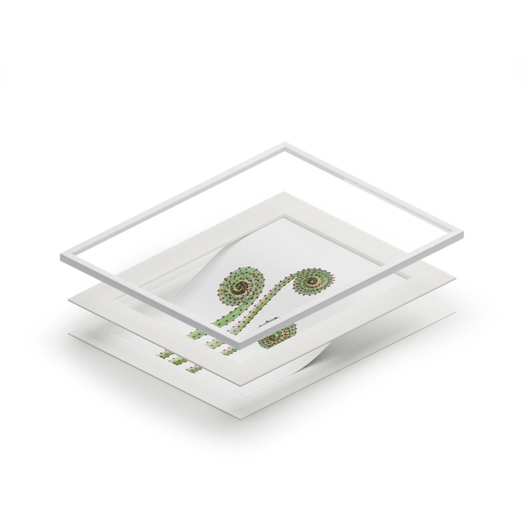 Fiddle Heads Watercolor Print