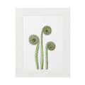 Fiddle Heads Watercolor Print