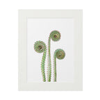 Fiddle Heads Watercolor Print