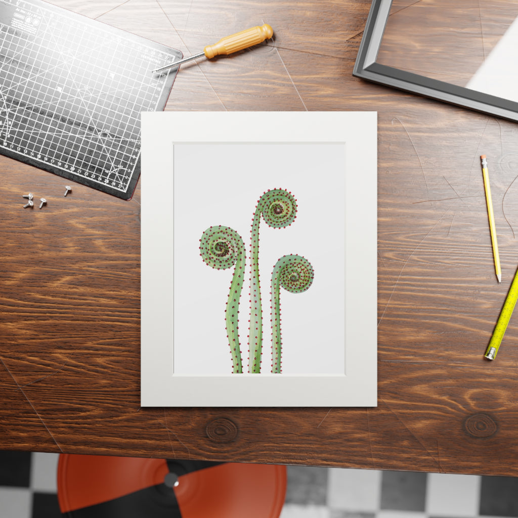 Fiddle Heads Watercolor Print