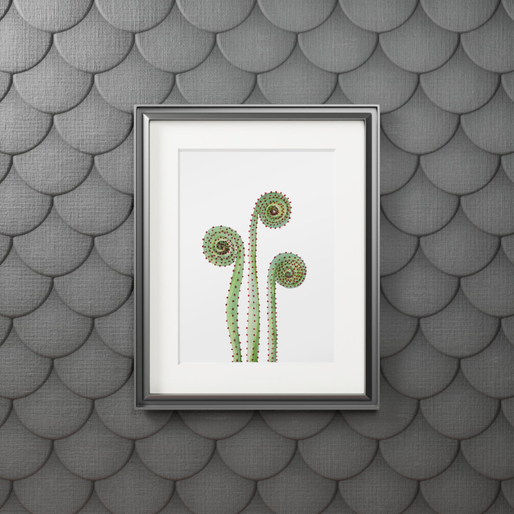 Fiddle Heads Watercolor Print