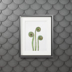Fiddle Heads Watercolor Print
