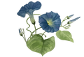 Morning Glory Watercolor Print