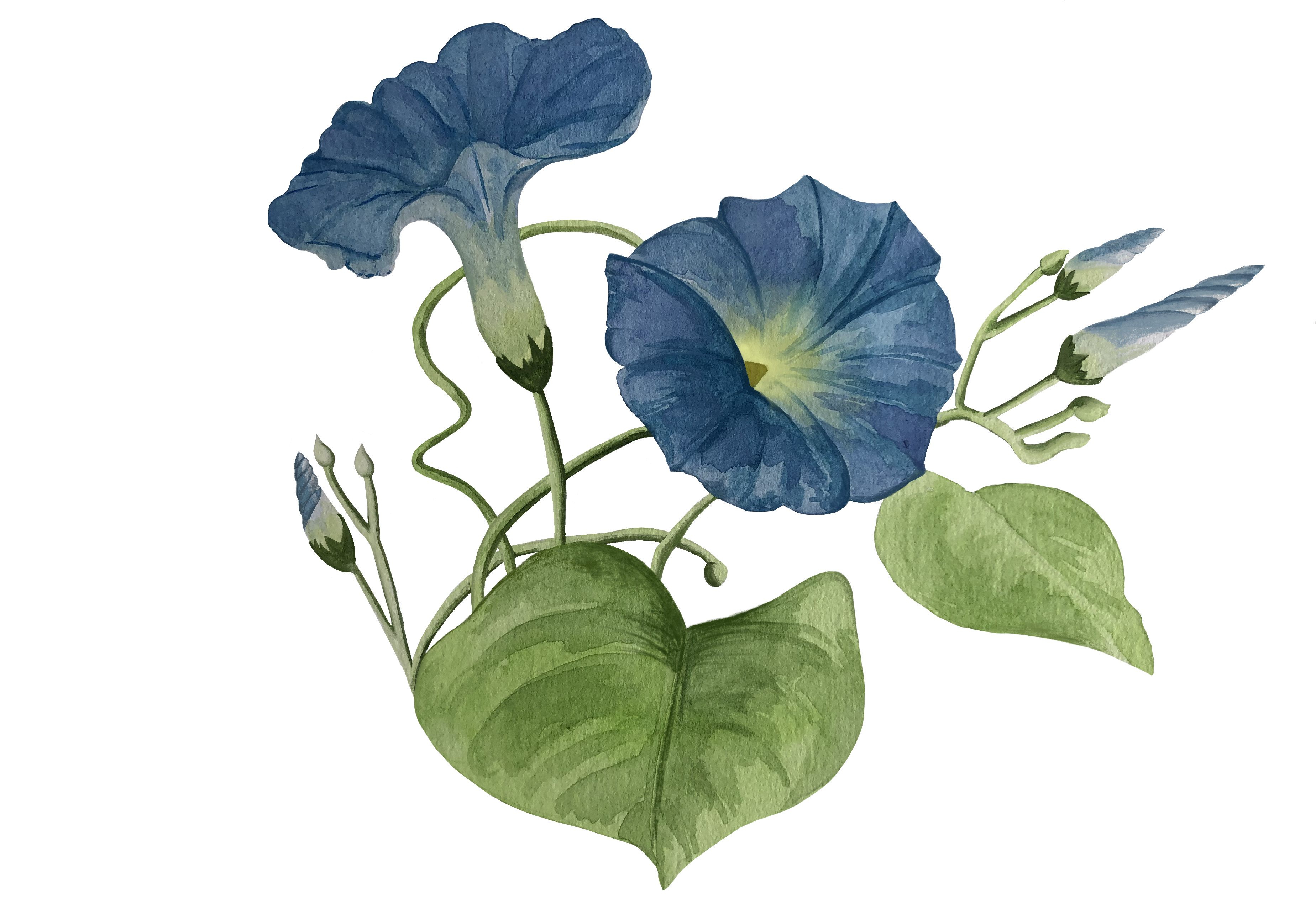 Morning Glory Watercolor Print