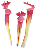 Sarracenia Pitcher Plant Watercolor Print with White Passepartout