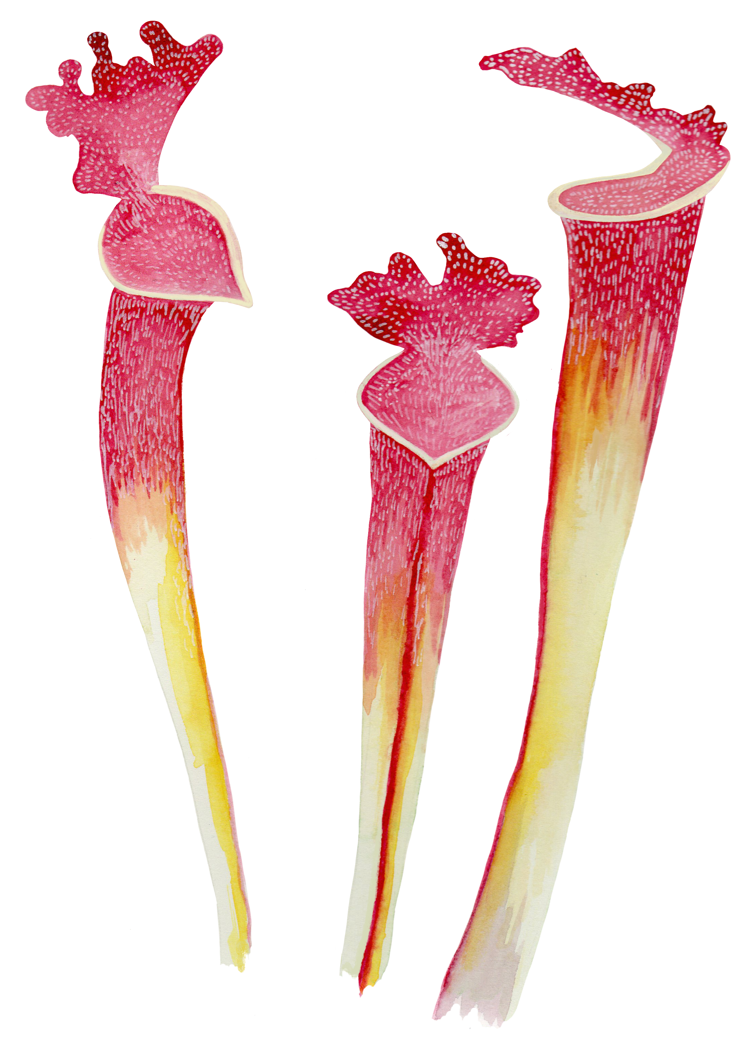 Sarracenia Pitcher Plant Watercolor Print with White Passepartout